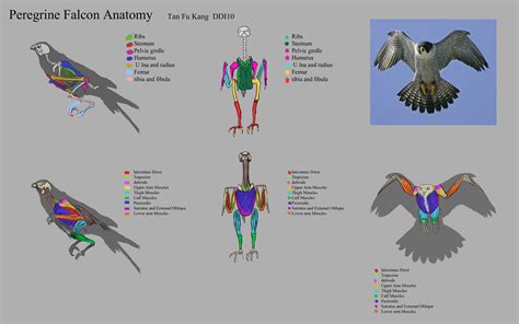 Fukang Tan - Creature Anatomy study