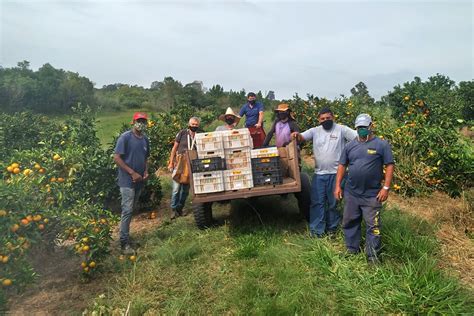 Estação Experimental Agronômica promove colheita solidária e doação de