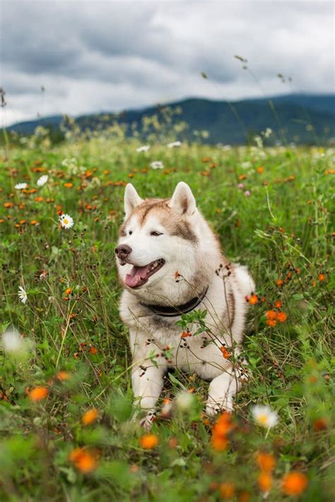 Retrato Del Husky Siberiano Beige Y Blanco Hermoso De La Raza Del Perro