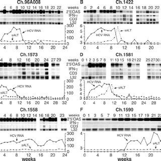 Peripheral And Intrahepatic Cd T Cell Responses In Acutely Infected