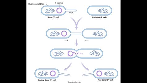 Genetic Diversity In Prokaryotes Chapter 8 Lecture 3 Youtube