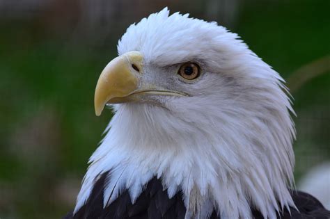 Online crop | American Bald Eagle in close-up photography HD wallpaper | Wallpaper Flare