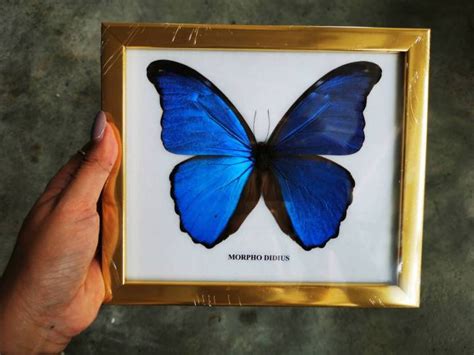 Real Butterfly Morpho Didius