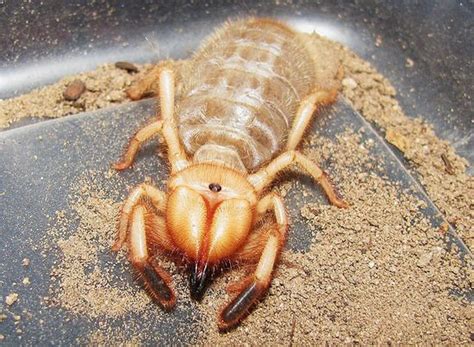 arthropods arachnids animals