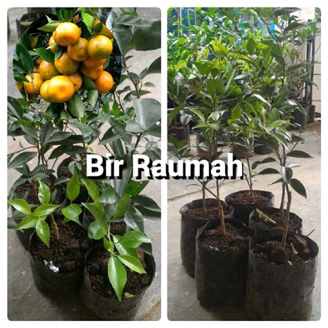 Jual Bibit Pohon Jeruk Siam Atau Jeruk Keprok Di Lapak Bir Raumah