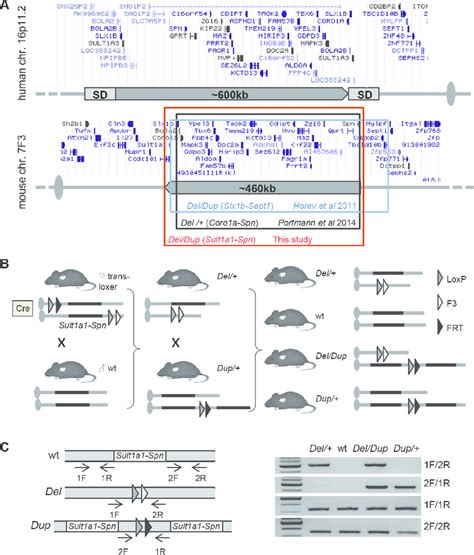 Mouse Models For 16p11 2 Rearrangements A Top Human 16p11 2 Region