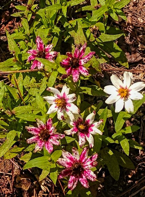 Another Mile Another Destination Blog: The State Botanical Gardens of