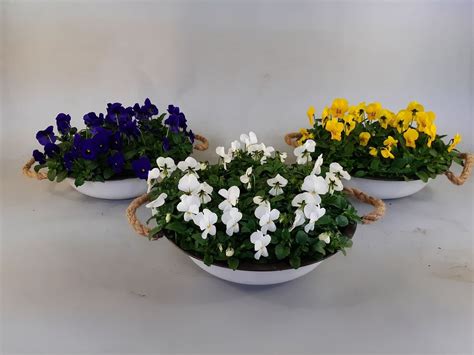 Viola CORNUTA MIX Plant Wholesale FlorAccess