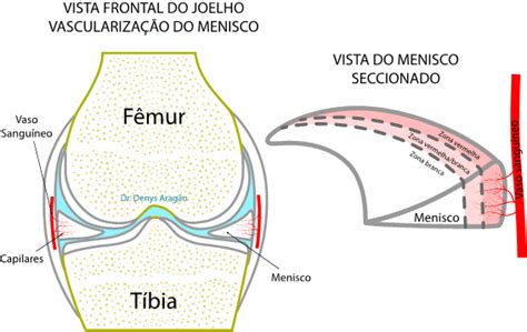 Joelho Meniscos Anatomia Papel E Caneta