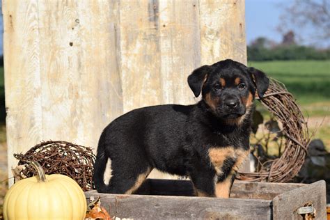 German Shepherd Rottweiler Mix Puppy For Sale Millersburg Ohio Female ...