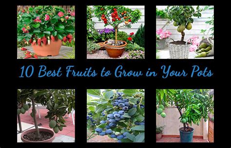 Best Fruits To Grow In Your Pots Home Gardeners