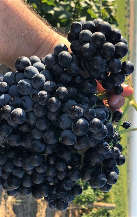 Casa Ermelinda Freitas Alicante Bouschet Reserva Punane Vein