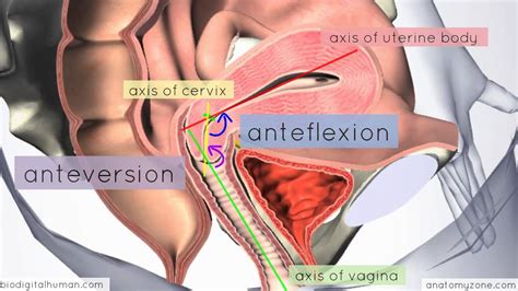 Introduction To Female Reproductive Anatomy Part 3 3d Anatomy