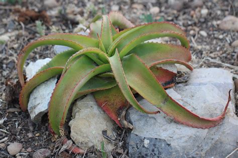 Aloe Vanbalenii This Plant Was A Gift From Tn Flickr