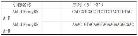 一种稳定敲除abhd16a基因的HEK293细胞系及其构建方法