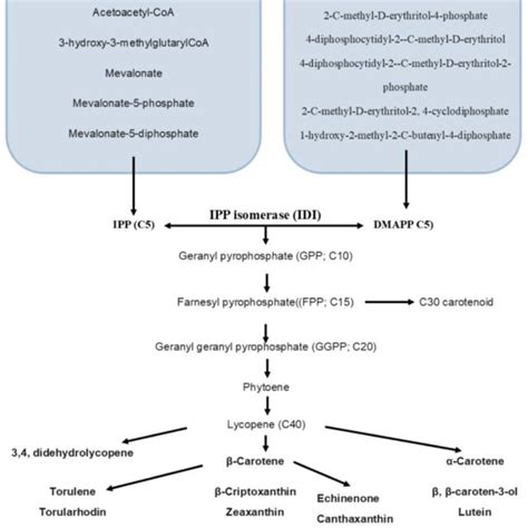 Schematic Representation Of Selected Pathways Of Betalains Biosynthesis