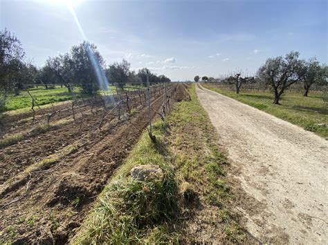 Wine Trekking Guagnano Tra Feudi E Vigne Alla Scoperta Del Parco Del