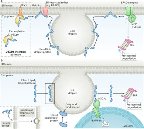 Dynamics And Functions Of Lipid Droplets Abstract Europe Pmc