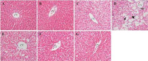 Histopathology Of Liver Tissues From Rats Of Groups N A N Ccl 4