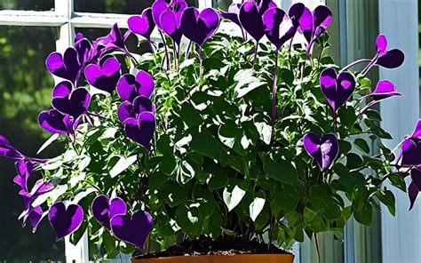 Essential Purple Heart Plant Care Tips & Tricks