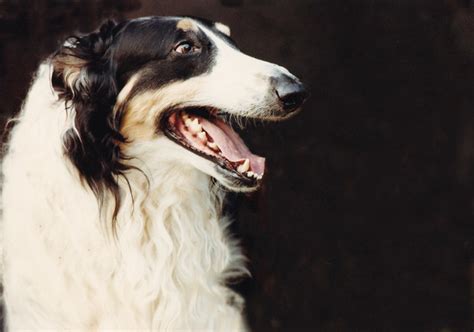 Borzoi Pictures And Informations Dog