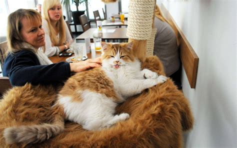 Katzentempel: Neues Café eröffnet in Köln - Infos, Eröffnung, Philosophie