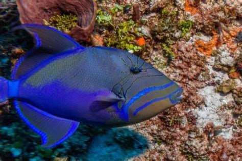 Queen Triggerfish Care Guide And Facts Size And Tank Mates