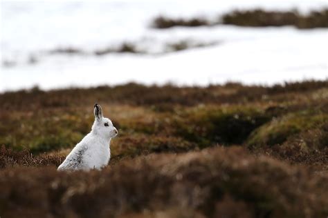 What is the National Animal of Scotland? - WorldAtlas