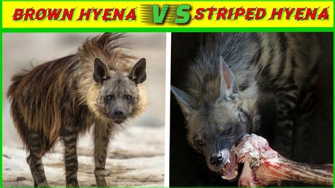 Striped Hyena Vs Spotted Hyena