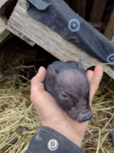 How to Tell if Your Pig is Pregnant – Northern Homesteading