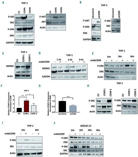 clinical  preclinical characterization  cd isoforms  acute