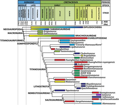 Time-calibrated phylogenetic tree, with basal nodes collapsed for... | Download Scientific Diagram