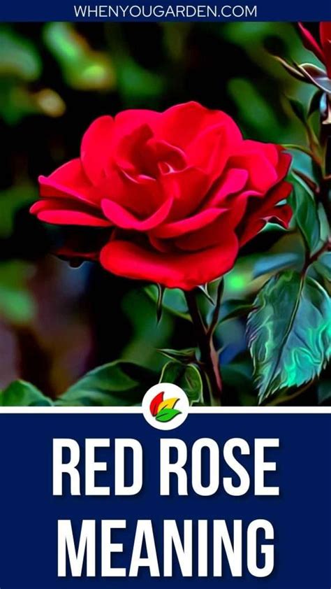 Red Rose Meaning and Symbolism - WhenYouGarden.com