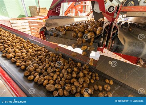 Machine De Tri De Pommes De Terre Image Stock Image Du Automatique