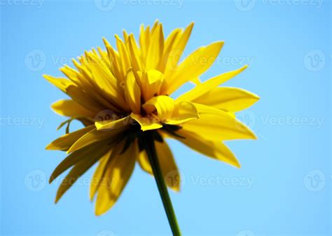 blume des lebens stock  images  backgrounds