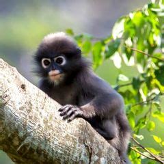 Dusky Langur Characteristics | Trachypithecus obscurus Diet & Facts