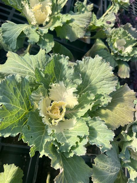 Annual - Osaka White Flowering Ornamental Cabbage - Beach Landscaping