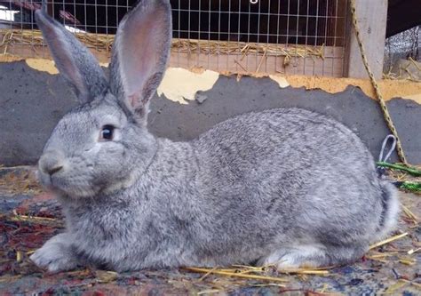 Flemish Giant Rabbit How To Care Diet Lifespan Faq With Pictures Artofit