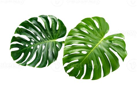 Monstera Leaves Leaves With Isolate Leaves On Transparent Background