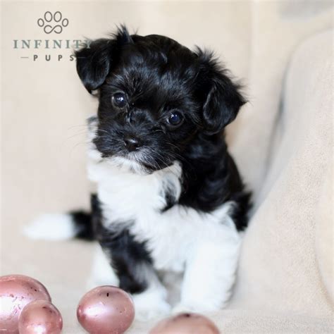 Havanese Puppies for Sale (Cute, Smart, & Healthy) | VIP Puppies