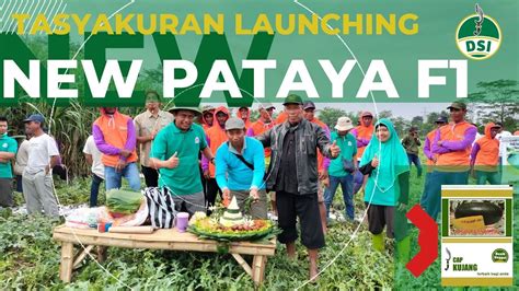 Launching Benih Semangka Inul Kuning New Pataya F Cap Kujang Youtube