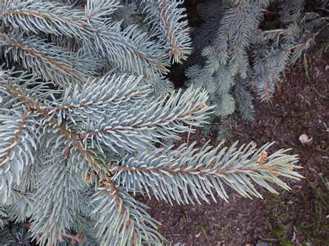 2016 04 12 18 31 29 DSC03358 Weeping Colorado Blue Spruce Flickr