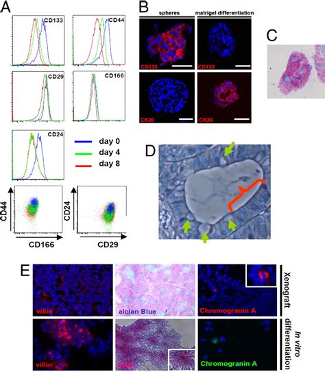 Single Cell Cloning Of Colon Cancer Stem Cells Reveals A Multi Lineage Differentiation Capacity