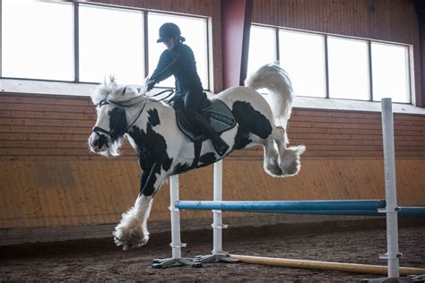 Shuffler Irish Cob Cute Horses Draft Horses