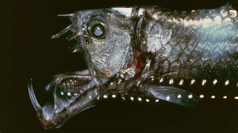 Why do deep-sea fish look like aliens? | Live Science