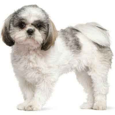 Maltese Shih Tzu Puppy Haircut - Just Call Me