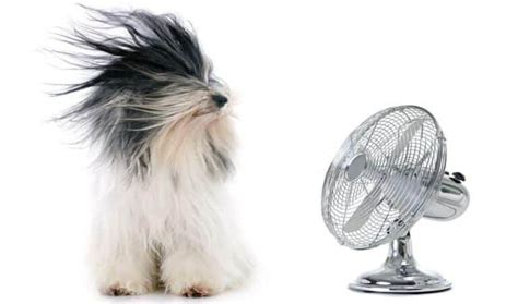 Top 9 Best Fans That Cool Like Air Conditioner In 2022