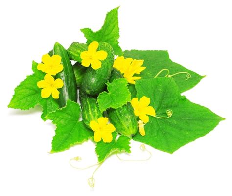 Pepino Con Hojas Y Flores Aislado Sobre Fondo Blanco Foto Premium