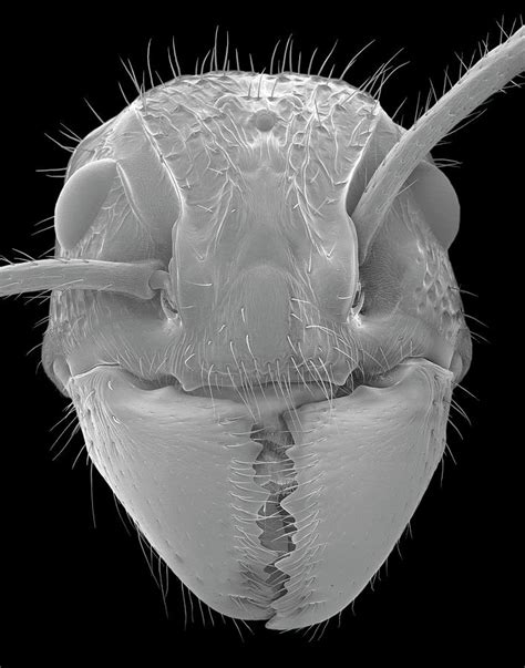 Ant Under Microscope