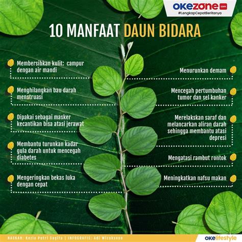 Jual Pohon Bidara Beradar Berdaun Shopee Indonesia